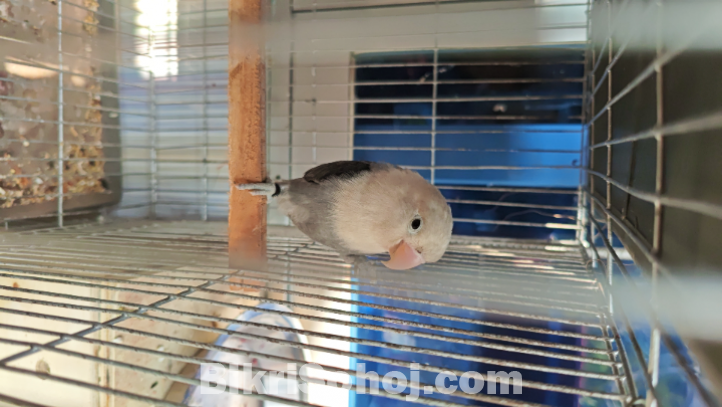 Mauve opaline Lovebird